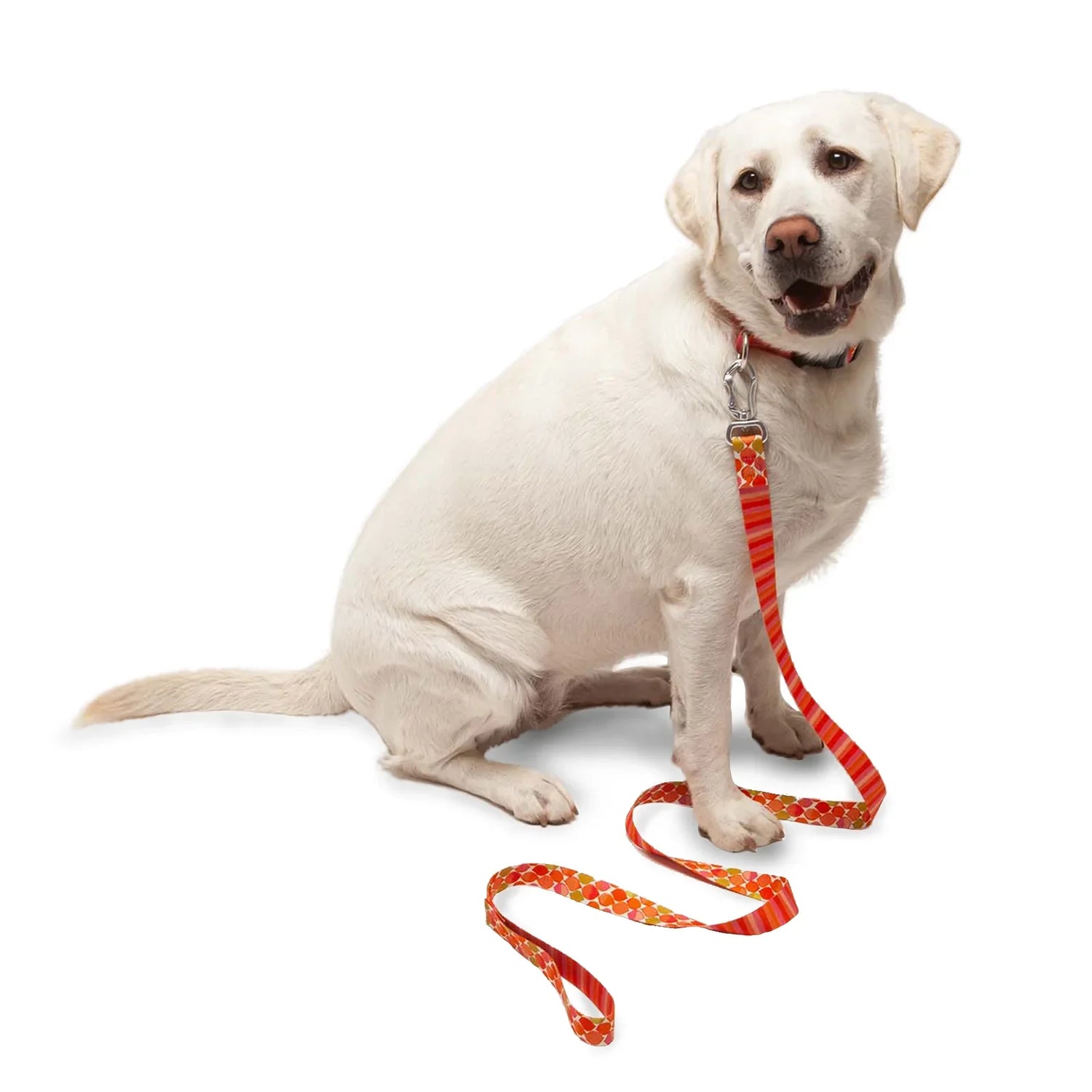 Collars And Leashes